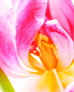 Wild flower floral summer
