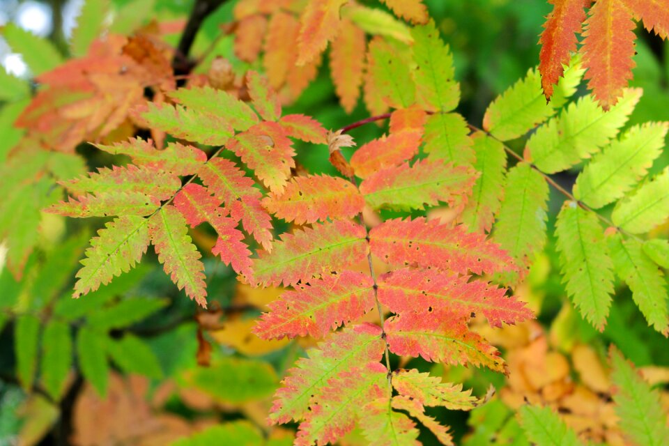 Rowan berry bitter jelly leaf photo