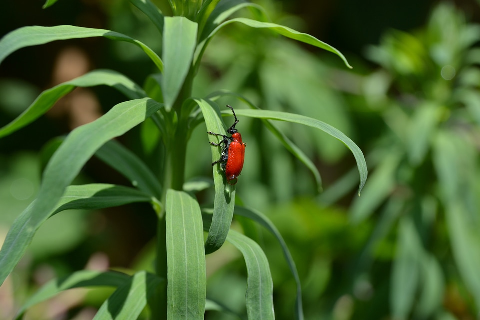 Plant close-up detail