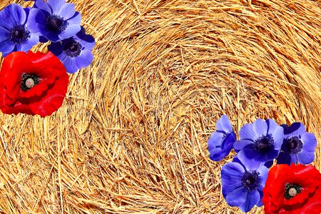 Harvest field agriculture