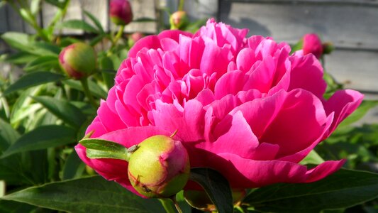 Flower bud