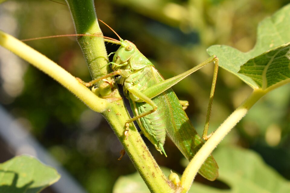 Green close up hop