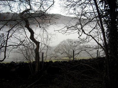 Forest landscape nature