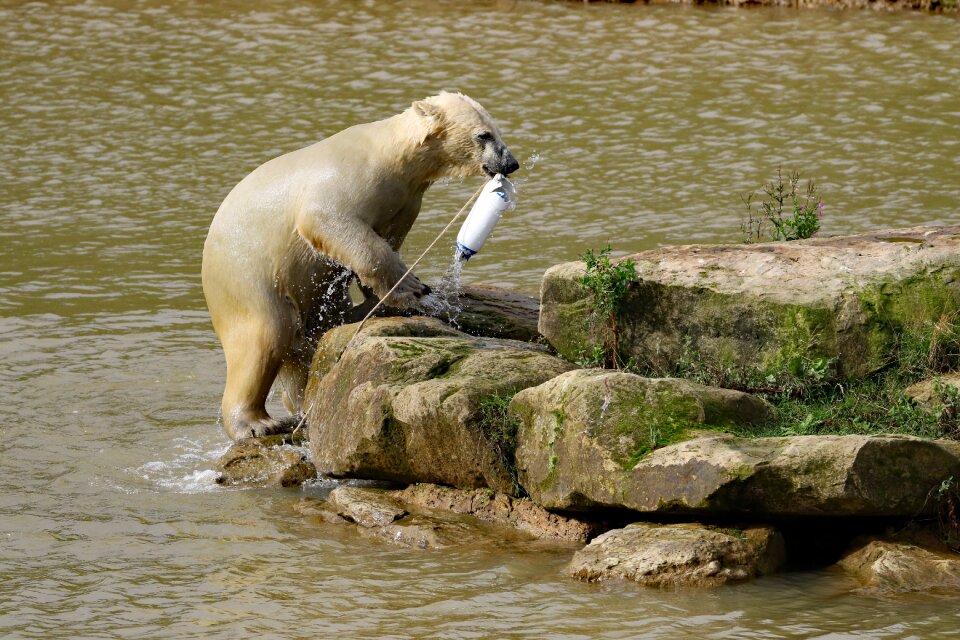 Polar nature wildlife