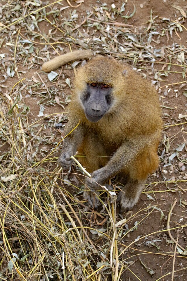 Wildlife animal africa