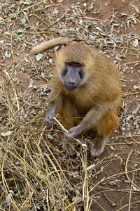 Wildlife animal africa