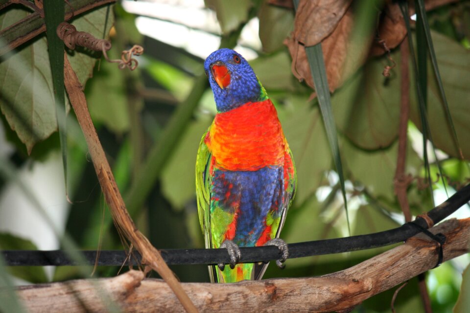 Color zoo tierpark hellabrunn photo