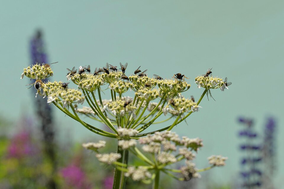 Ganguly insect collection pointed flower