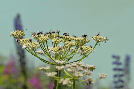 Ganguly insect collection pointed flower