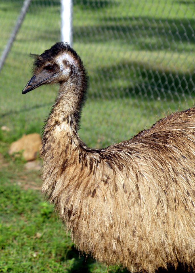 Nature feathered