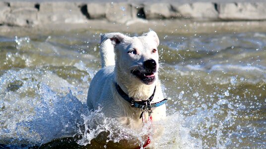 Beach fun water dog photo