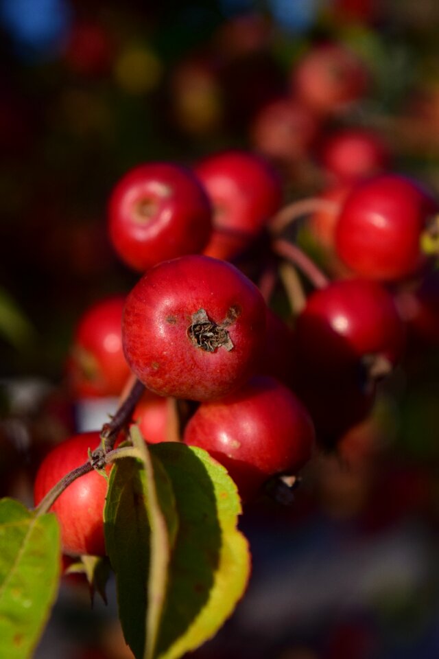 Small red fruit