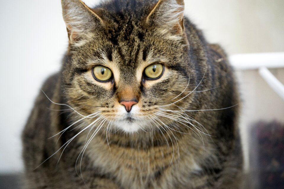 Fur animals pupil animals