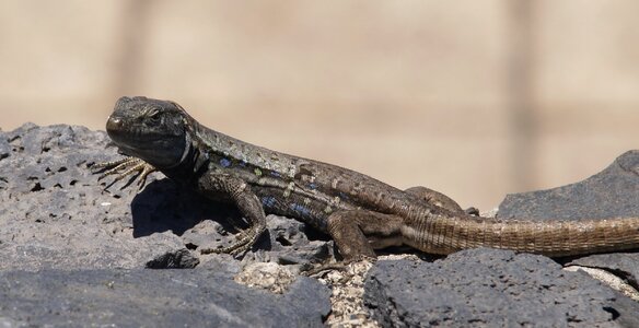 Lizard lavasteinmauer animal