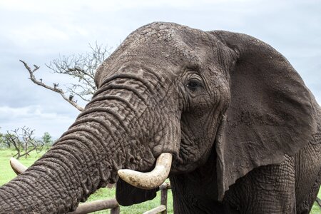 Large safari nature photo