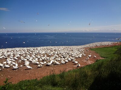 Sea sea ​​bird fauna
