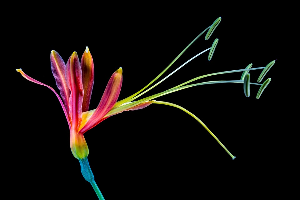 Bloom colorful cool colors