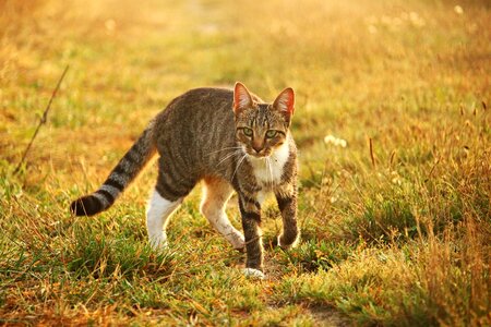 Mackerel tiger cat domestic cat photo