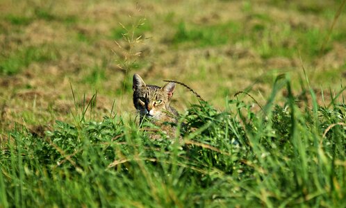 Kitten grass pet photo