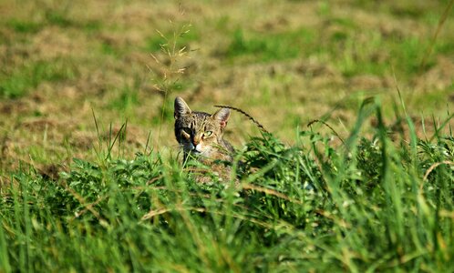 Kitten grass pet