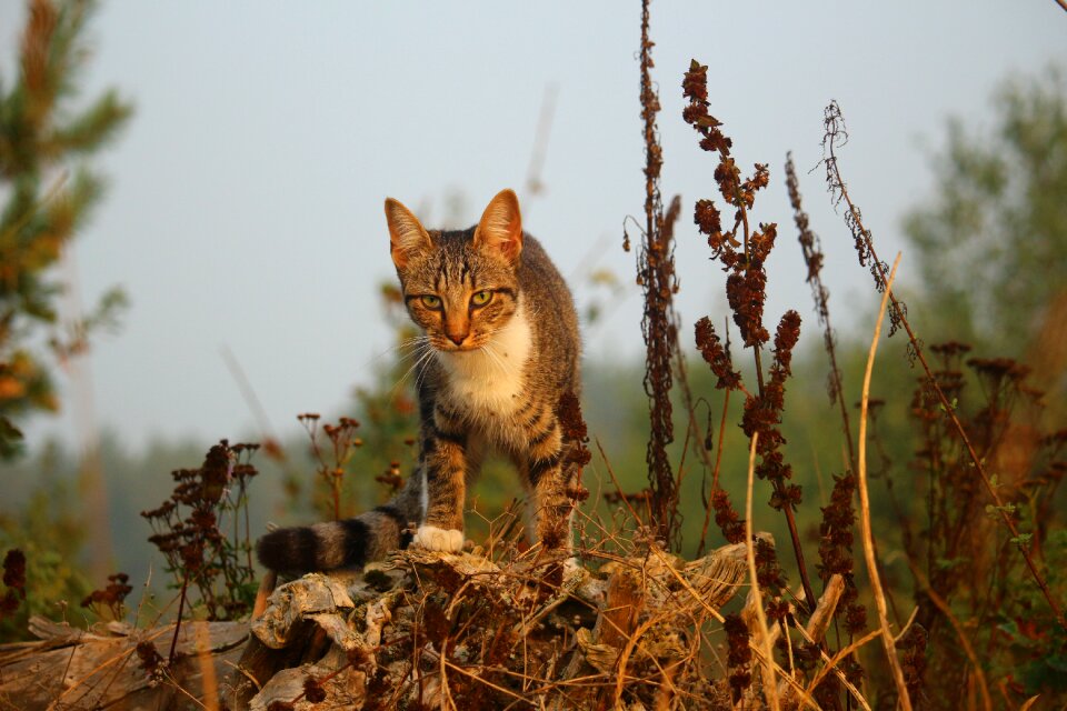 Tiger cat mackerel domestic cat