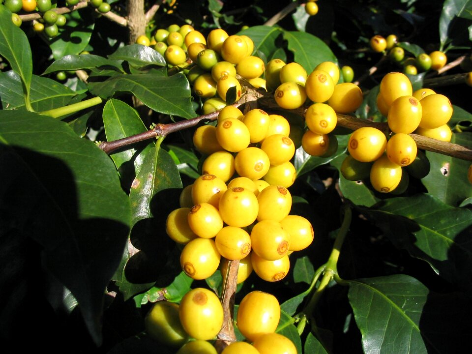 Fruit yellow coffee