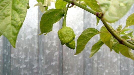 Leafs hot pepper