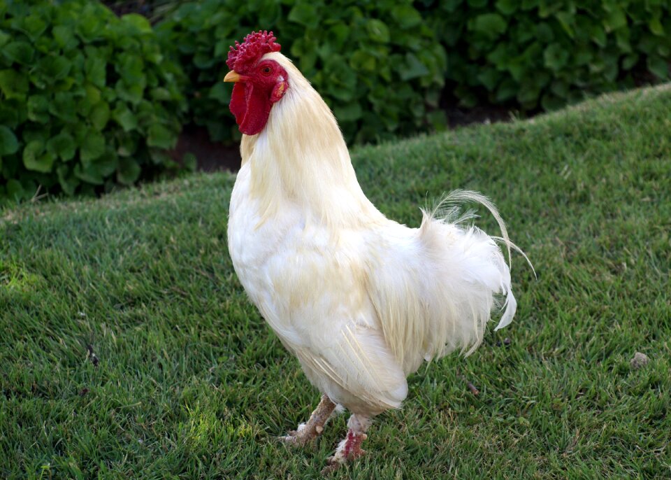 Agriculture livestock