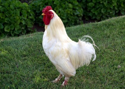 Agriculture livestock