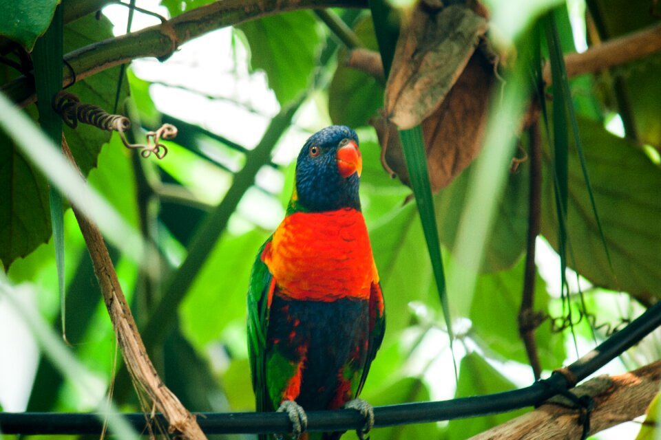 Colorful animal plumage