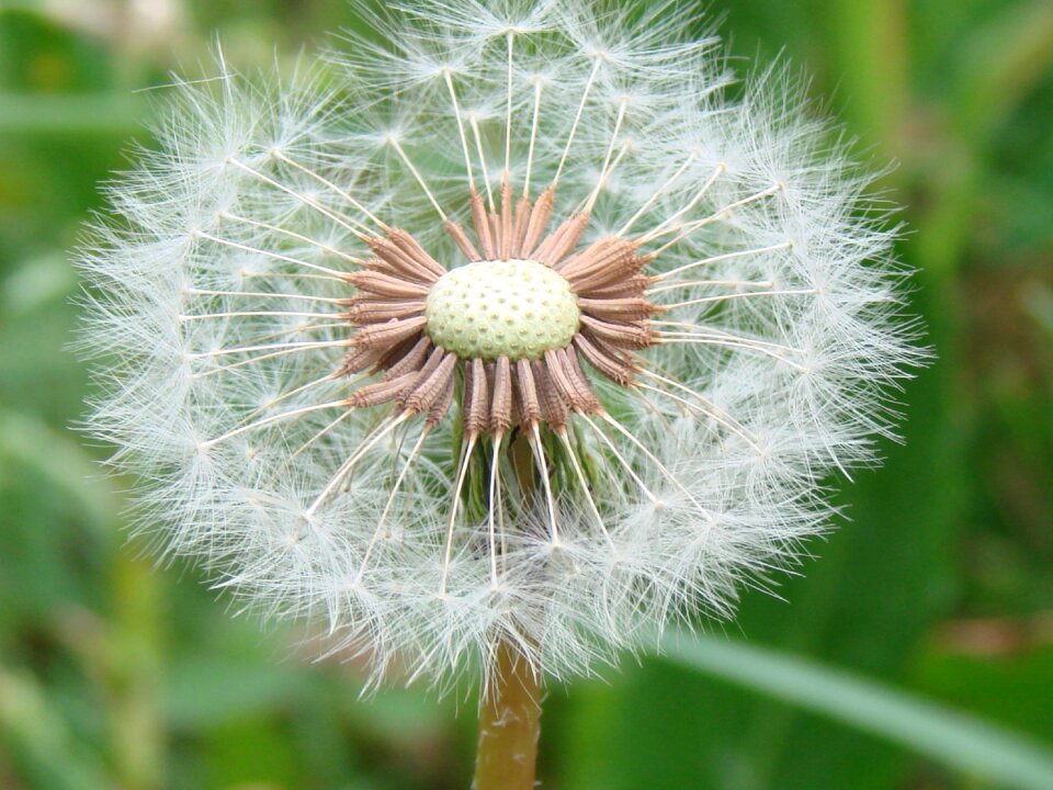 Nature natural floral