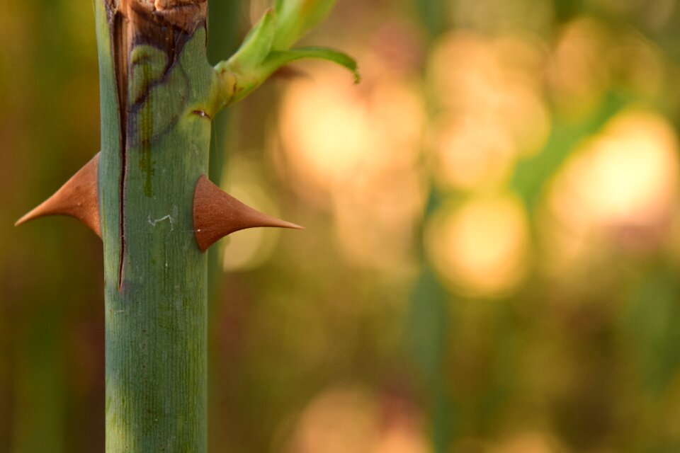 Light nature plant