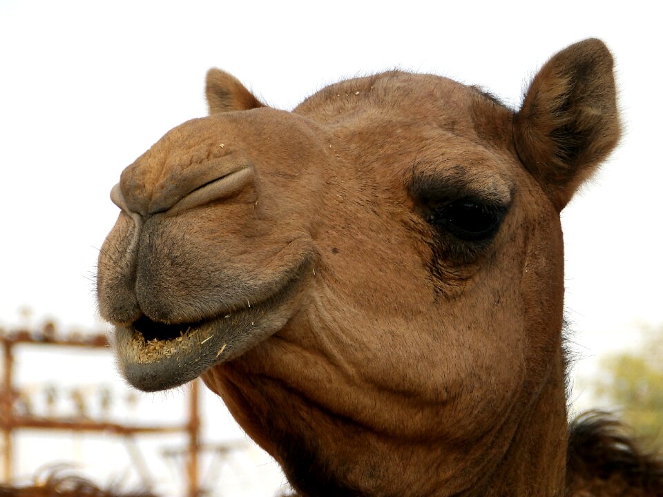 Animal desert ship animal head