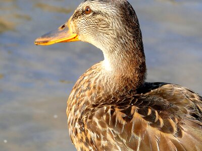 Nature animal duck bird photo