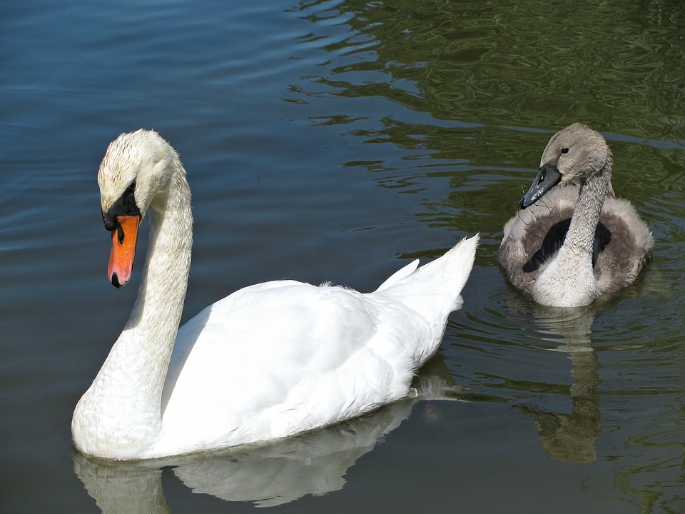 Pond animal nature