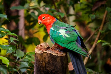 Colorful animal plumage