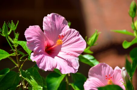 Garden stamen pink photo