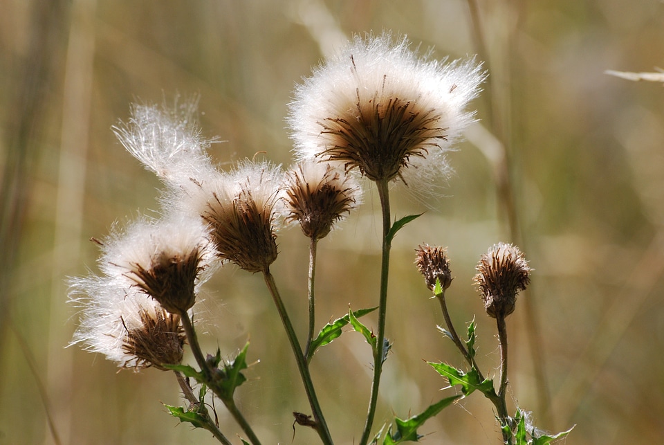 Withered floral plant