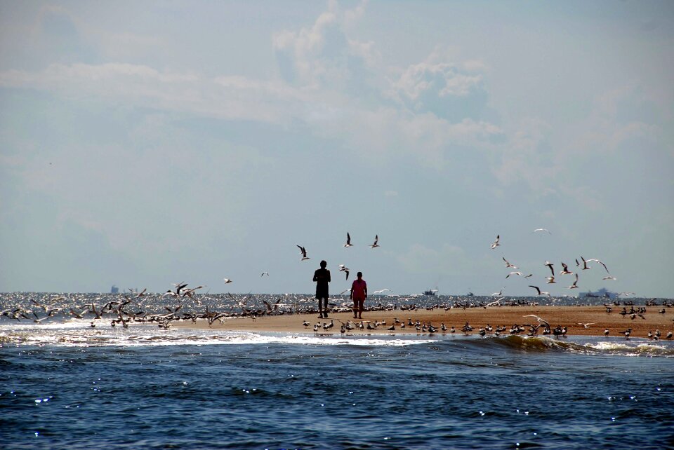 Seagulls avian ocean