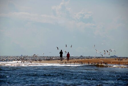 Seagulls avian ocean photo