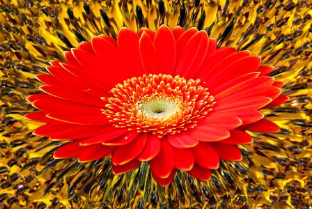 Sunflower background creative