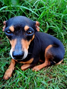 Pet pinter grass
