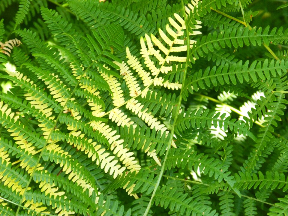 Texture leaves green