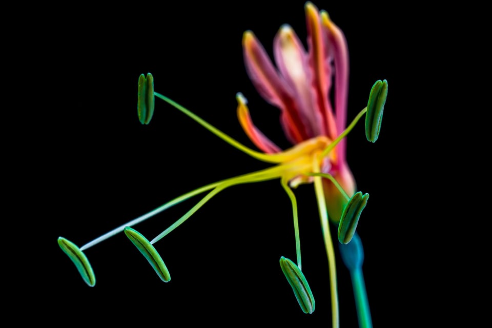 Bloom colorful cool colors