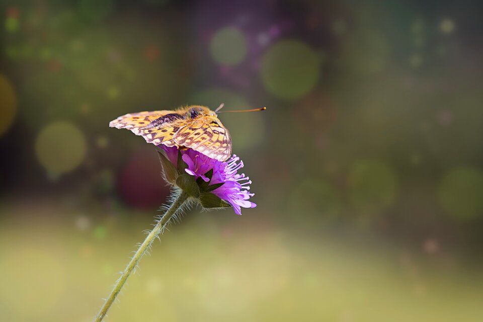 Butterfly nature summer