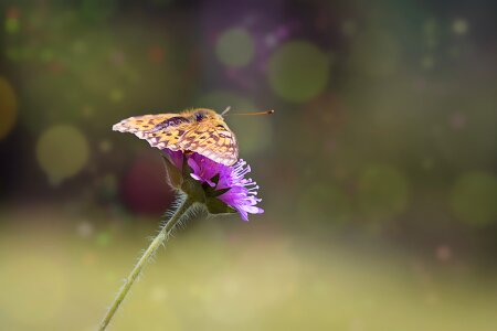 Butterfly nature summer