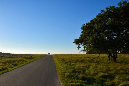 Nature autumn outdoor photo