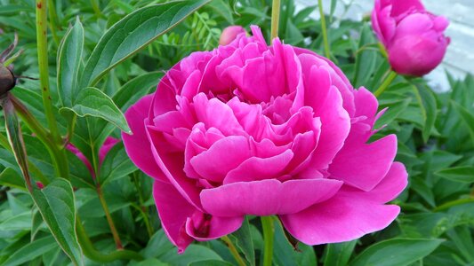 Flower garden