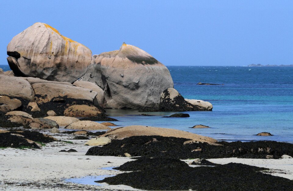 Blue brittany side