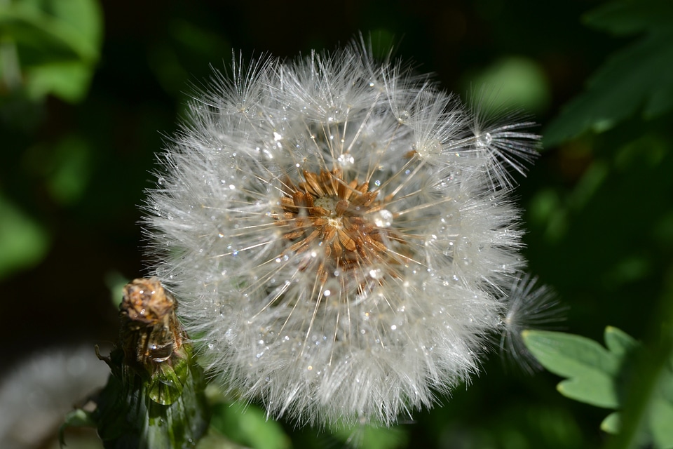 Green close-up detail